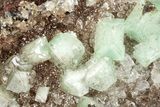 Cuprian Adamite Crystals on Matrix - Ojuela Mine, Mexico #211977-1